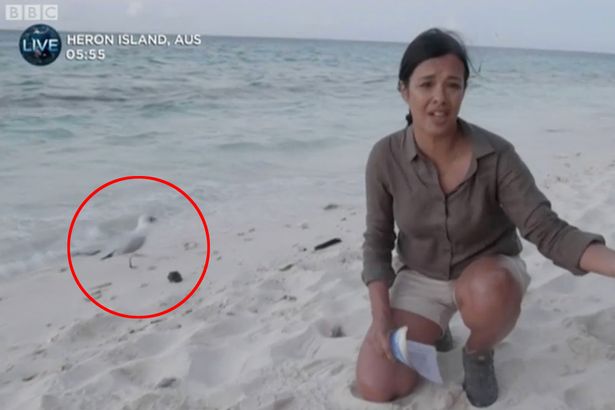海鸥嘴里叼着刚破壳的海龟（图源：BBC）