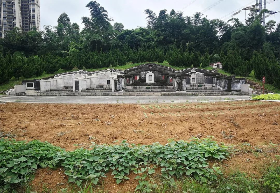 "中国引种番薯第一人"陈益,其家族墓位于虎门镇金洲社区梁屋村南面