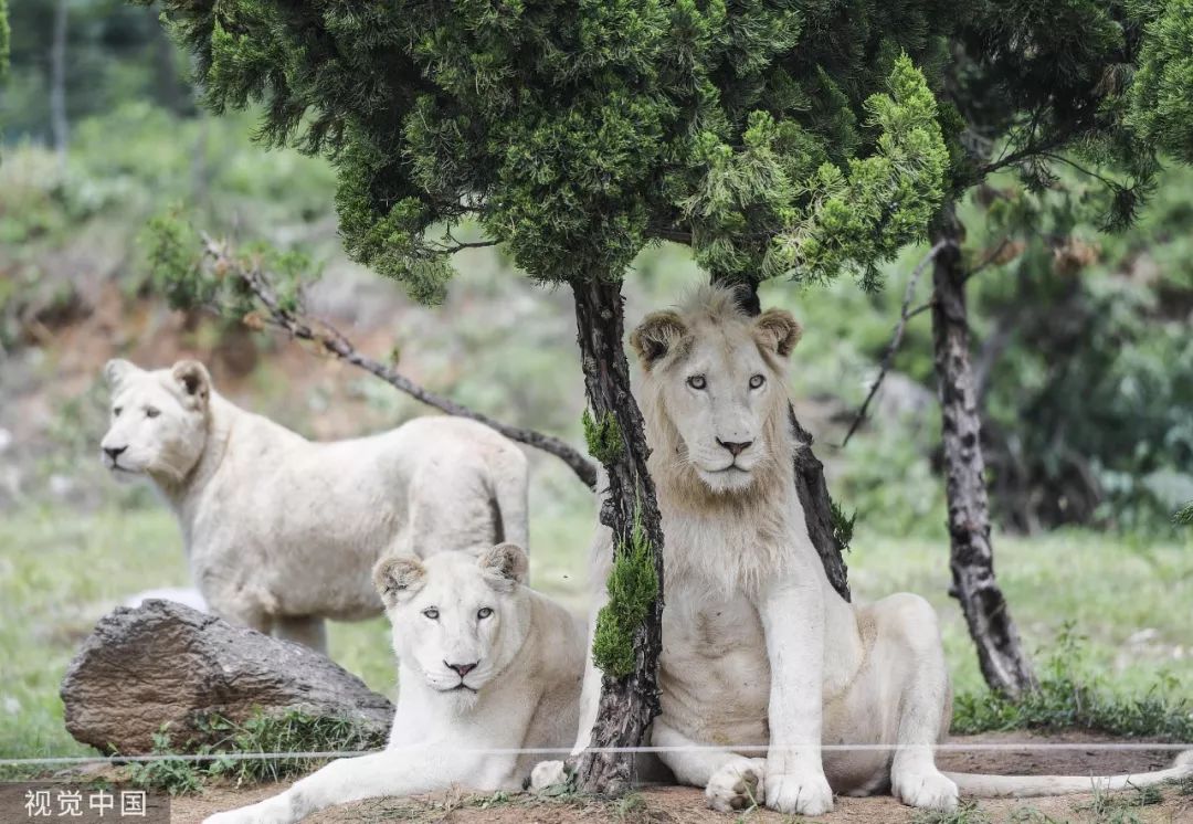 ▲资料图片：白化非洲狮