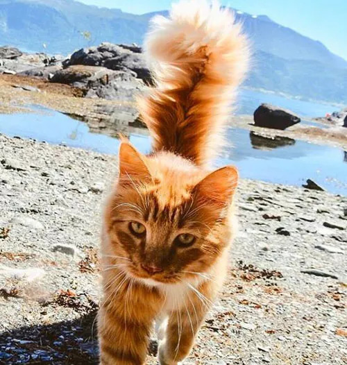 这只瘦小的小橘猫幸运被主人收养后,竟变成游山玩水的鸡毛掸子.