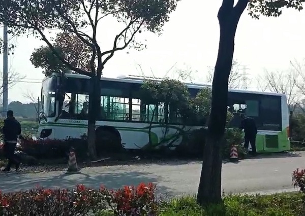 朱钱卫线公交车撞上行道树  图片来源：新民晚报