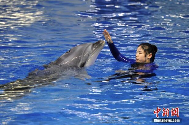 90后女驯兽师和她的海豚搭档