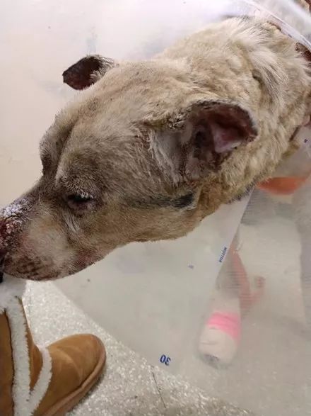 哈士奇被大火狂烧导致面目全非可幸运的是它活下来了