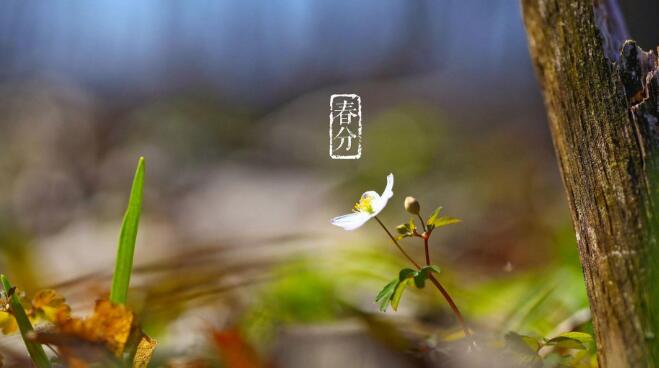【传统文化·二十四节气】春分里的诗意
