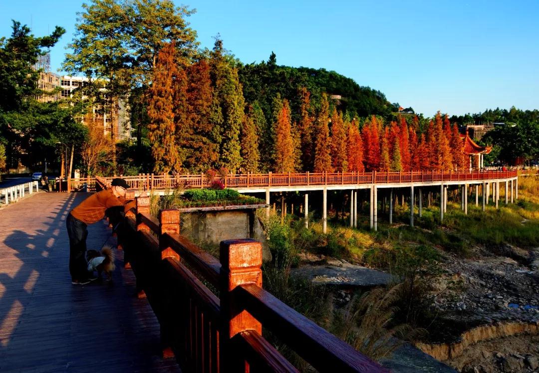 美醉了!广州的冬天"爆红",绚烂得像一幅油画!