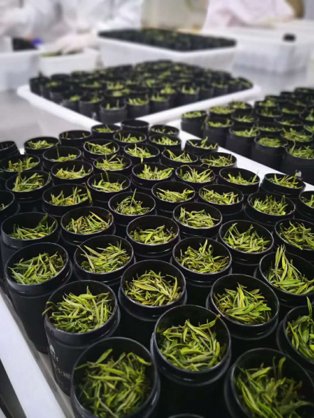 如今,极白已经完成了安吉白茶产业转型及茶叶品牌化两个关键点的融合