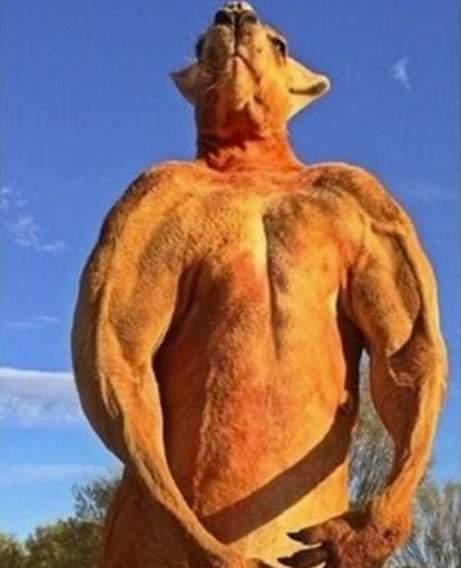 网红肌肉袋鼠去世(图)