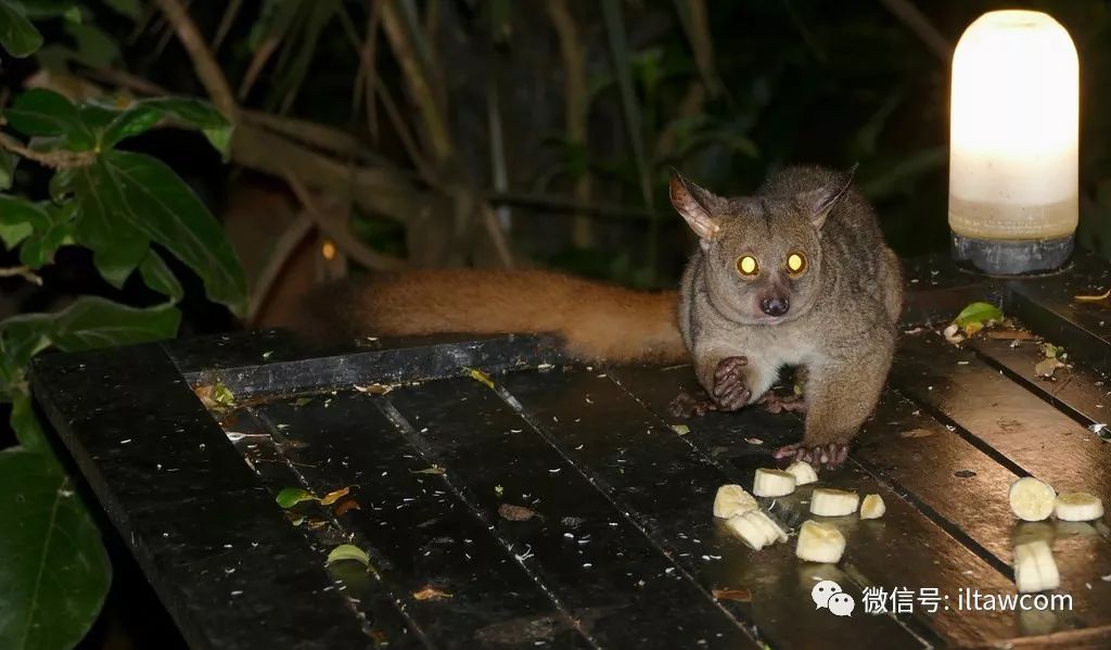 物种图册粗尾婴猴