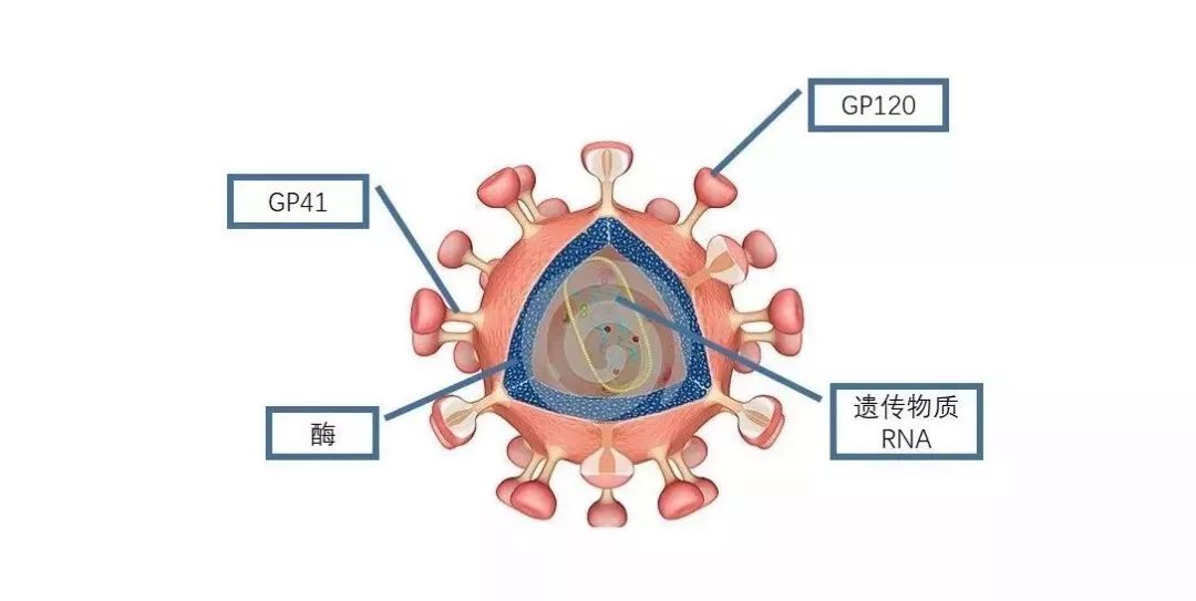 到底有何奥秘?答案都在这|细胞|病毒|新药_新浪新闻