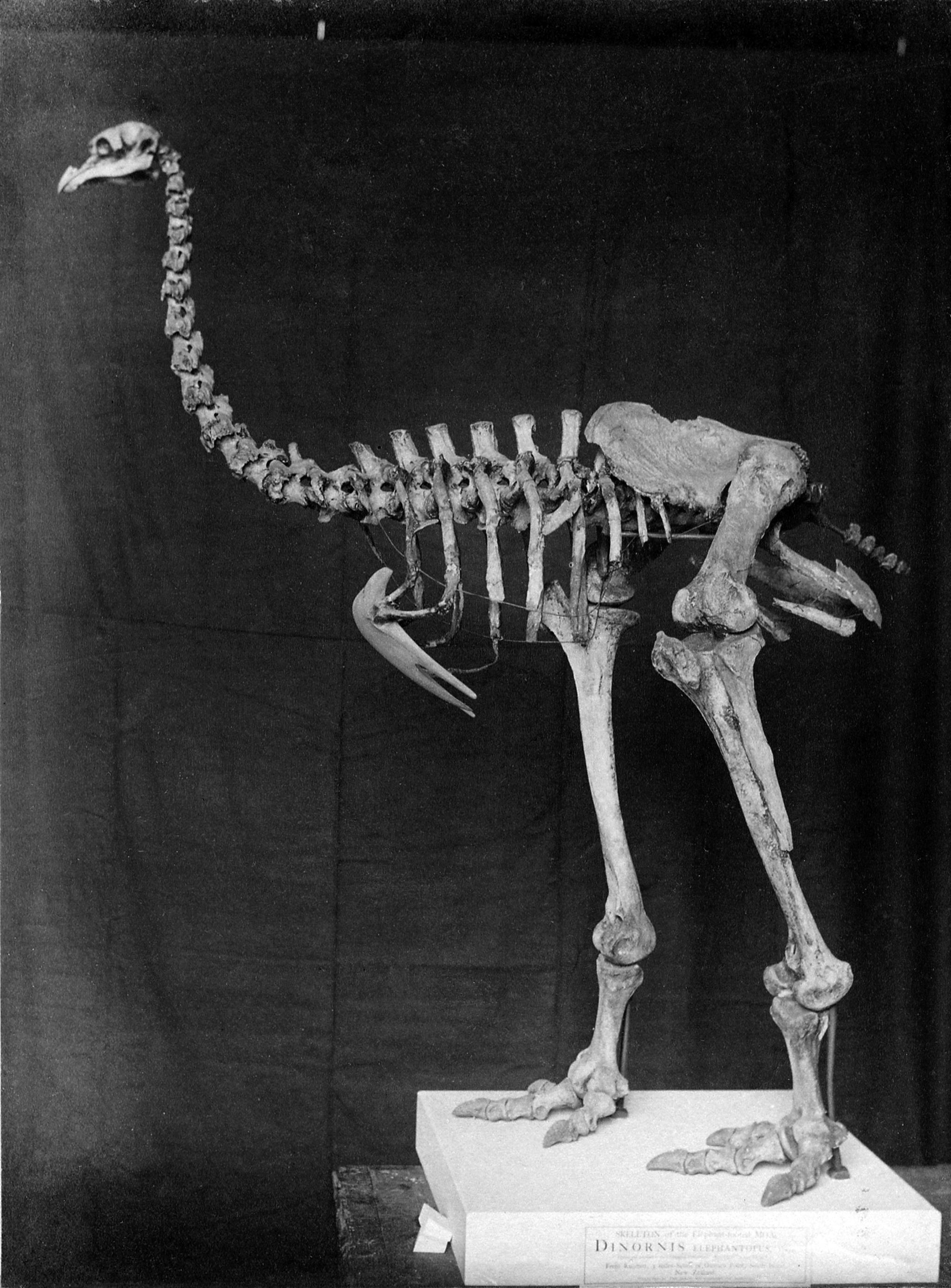 最先认识到它们已消失的是居维叶.