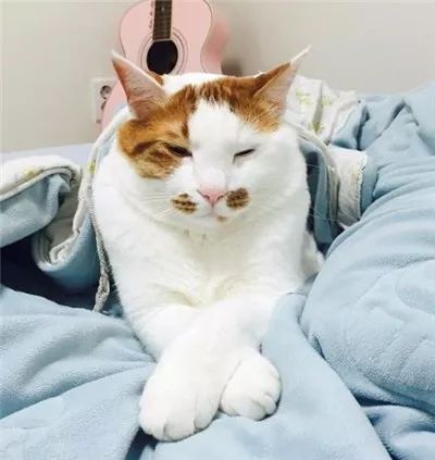 这只猫咪天生自带腮红,加上天真无邪的眼神,让人一看就想到.