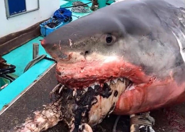 胃口过大!日本海域白鲨吞海龟未果 窒息而亡