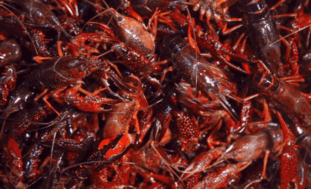 夜太美烧烤啤酒音乐江风南滨路这家龙虾店霸占了重庆人夜生活