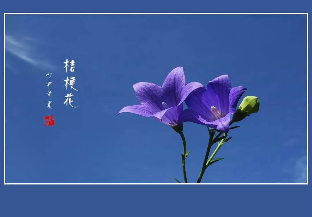 花之声 | 桔梗花