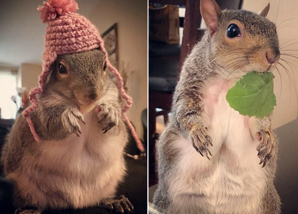 美夫妇悉心呵护"拇指"松鼠对其视若珍宝