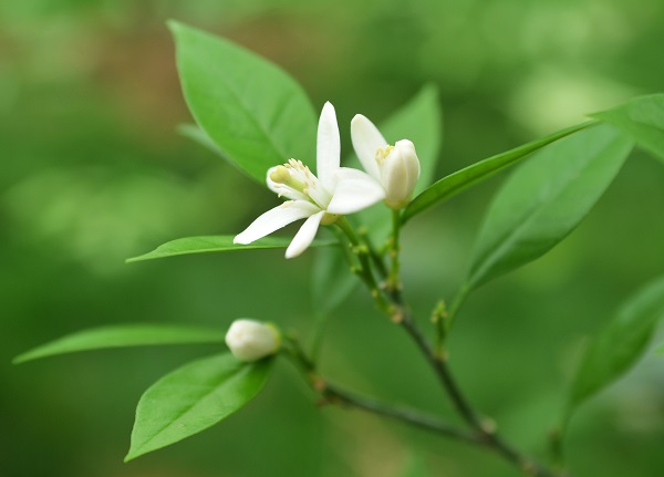 来芸香花海当采花大盗首届上海芸香花节周六开幕