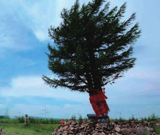 功勋树清朝同治年间,它还是茫茫原始森林中的一棵小树.