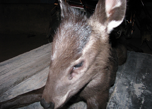 全世界不足六千只的黑麂他家冷库有4只男子获刑