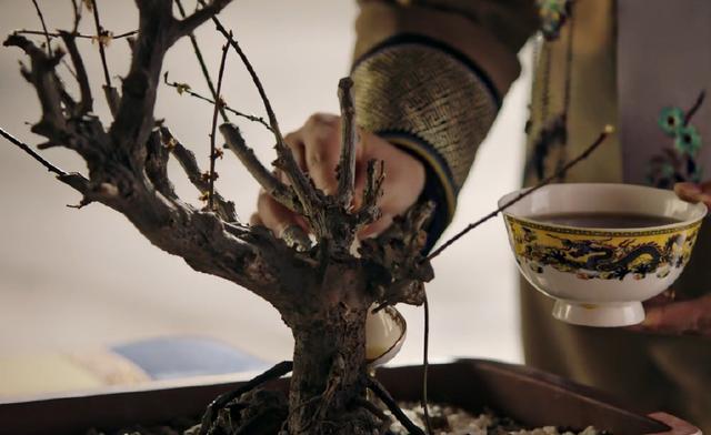 如懿传那盆枯梅出镜率最高其实它就是如懿可惜乾隆明白已晚