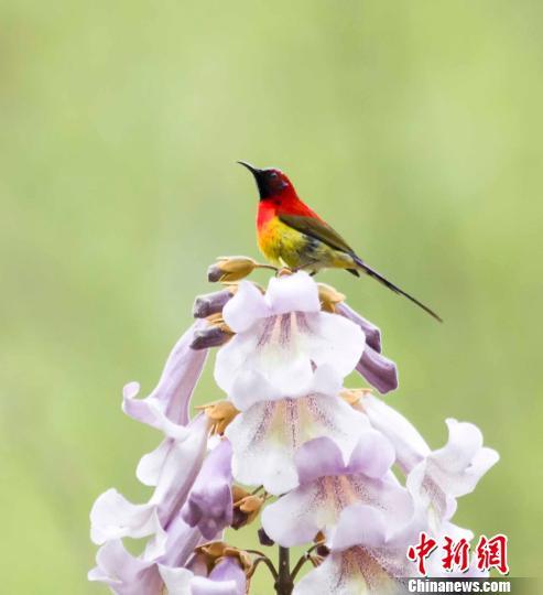 湖北神农架泡桐花开 "吉祥鸟"花间追逐求偶繁育