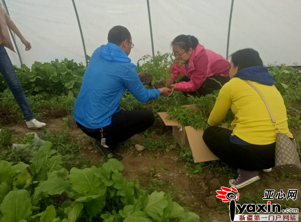 新疆阿瓦提县英艾日克乡玉斯屯克帕万拉村蔬菜拱棚撑起脱贫致富的希望