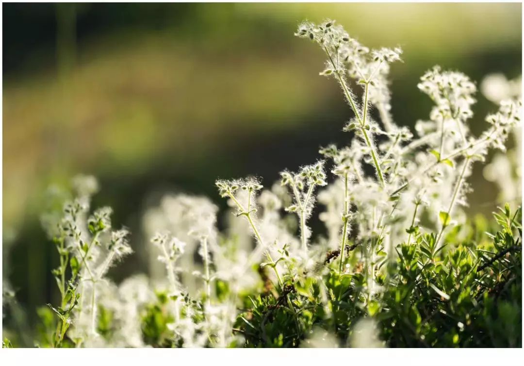 摄影:@風輕雲淡-朱金春往期精彩回顾▲安徽这些地区考生上一本最高可