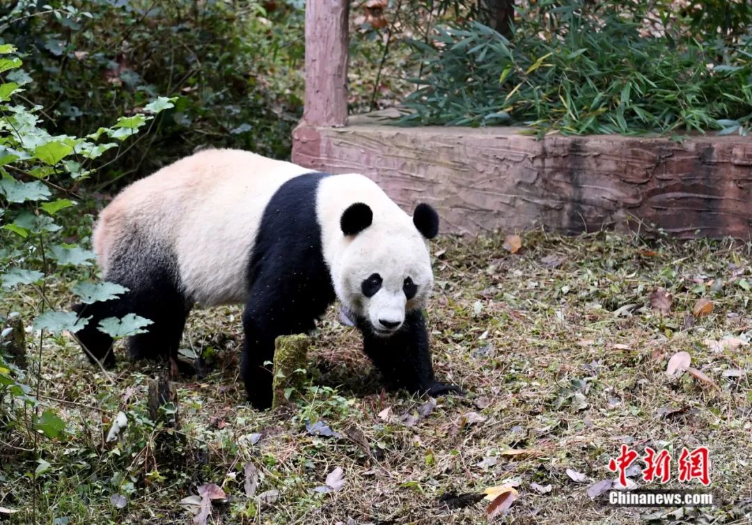 熊猫宝宝从美国快递回来了 它能听得懂上海驾驶