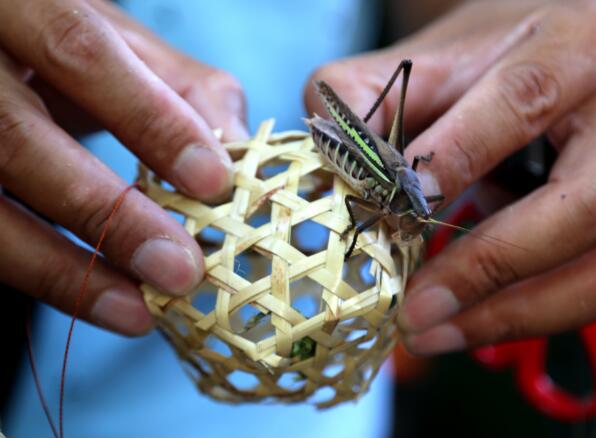 蝈蝈新鲜上市你想不到老南京竟然用它制作蝈蝈笼
