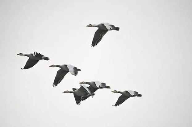 万里长风起云端.