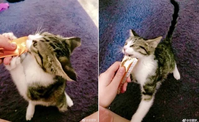无数小猫咪疯狂打call美食竟然是