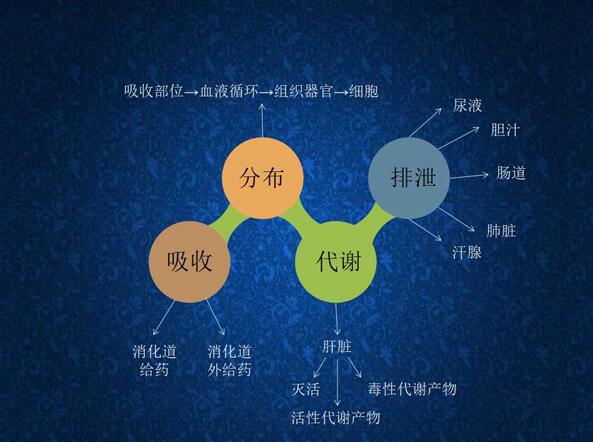 科普:药物的"药"路历程