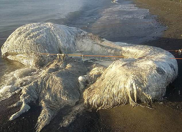 震惊菲律宾海岸惊现不明巨型海洋生物尸体
