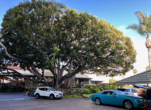 另一个牛津探访福克纳的故乡