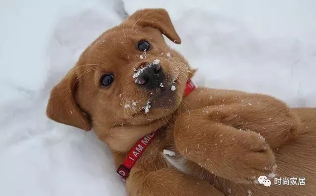 开心到秒变狗头表情包~这是飞一样的感觉~汪:呦吼!下雪喽!冲啊!