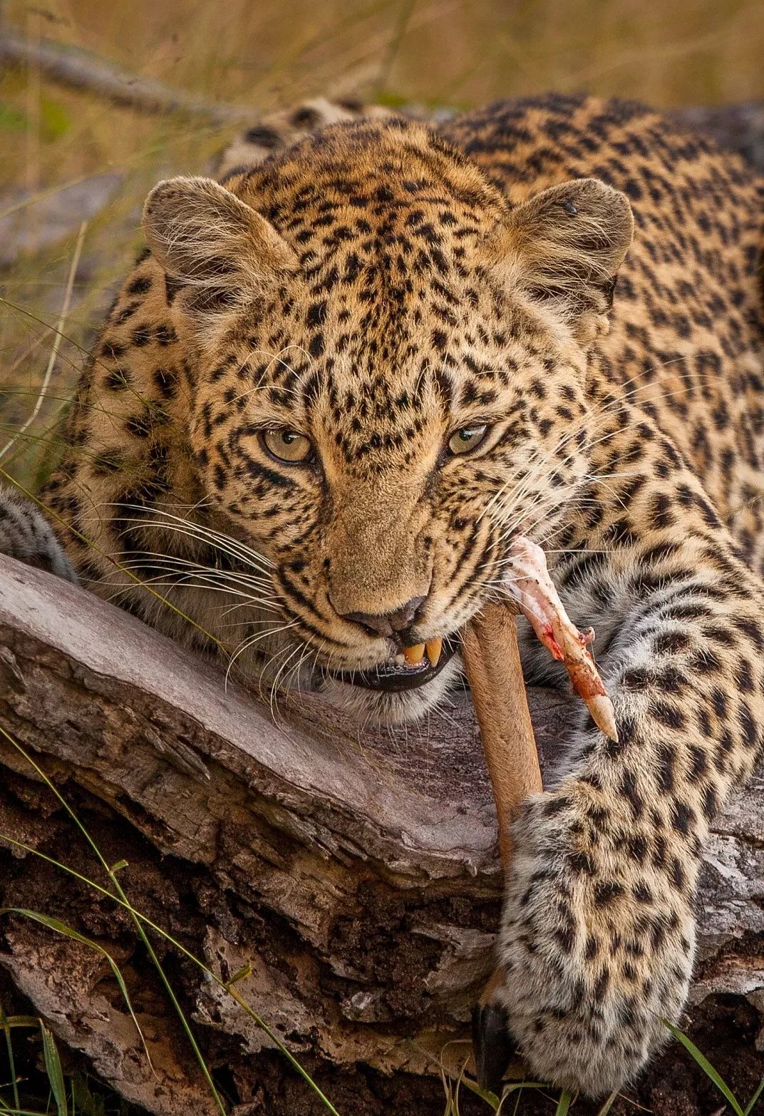 如果没有人类,世界属于大猫|亚科|剑齿虎|美洲_新浪新闻