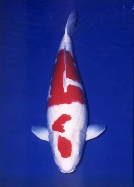 "楼兰"存影.没有一条锦鲤知道,自己明天会被埋掉,还是会被拿去喂鱼.