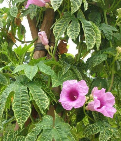 这野草长得像喇叭花却被叫做"七爪金龙" 如今30一斤成稀罕