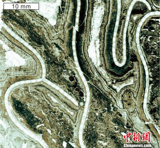 图为陕西省铜川市桃曲坡剖面中已知最早的镣珊瑚Catenipora tongchuanensis。南古所 供图