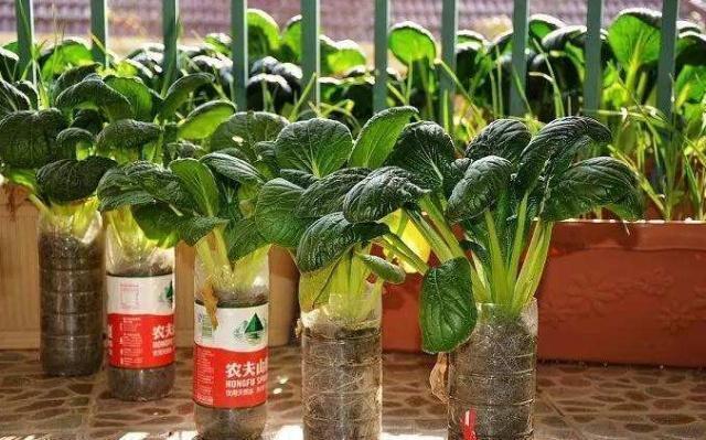 用完的大油桶剪剪变成种菜盆一茬一茬吃到冬天