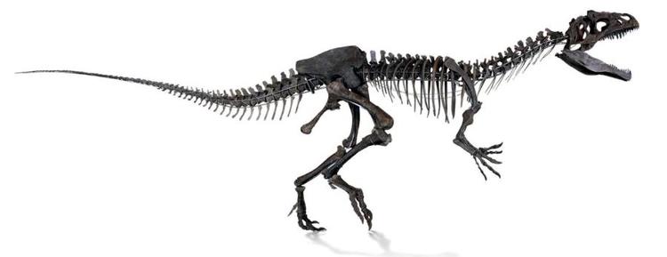 巴黎拍卖行0 万欧元拍卖稀有恐龙化石 科学家有点担心 拍卖 恐龙化石 化石 新浪科技 新浪网