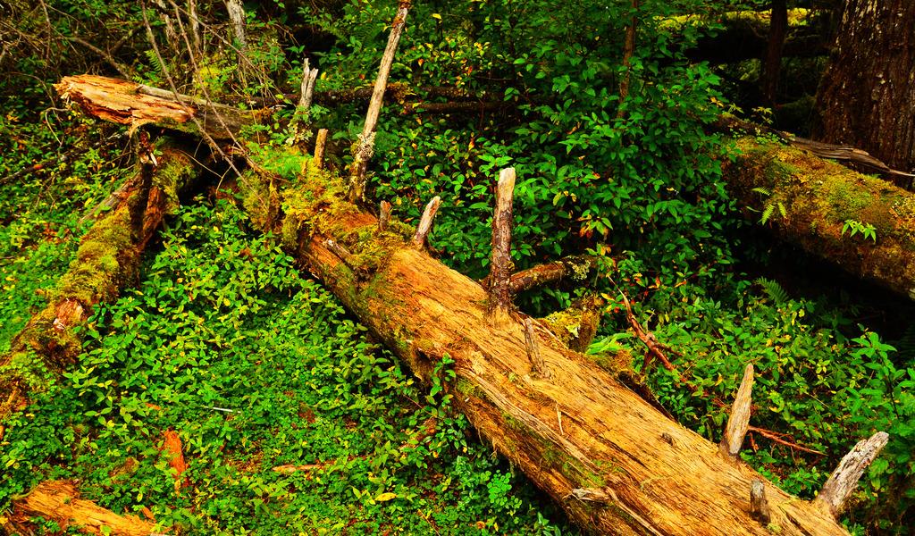 秀丽而神秘的西藏南伊沟村子里有一些奇特的树木