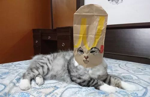 主人用纸袋,给猫做了个头套后,哈哈,猫要打人了.