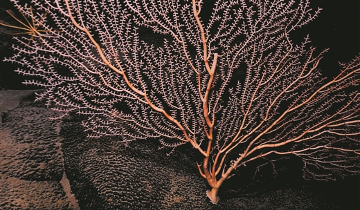 海底"珊瑚林"