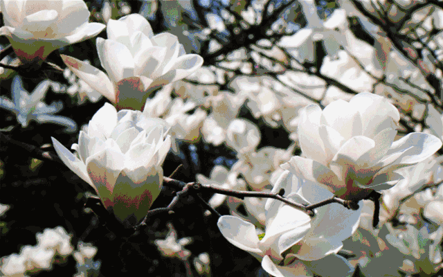 640_400gif 动态图 动图