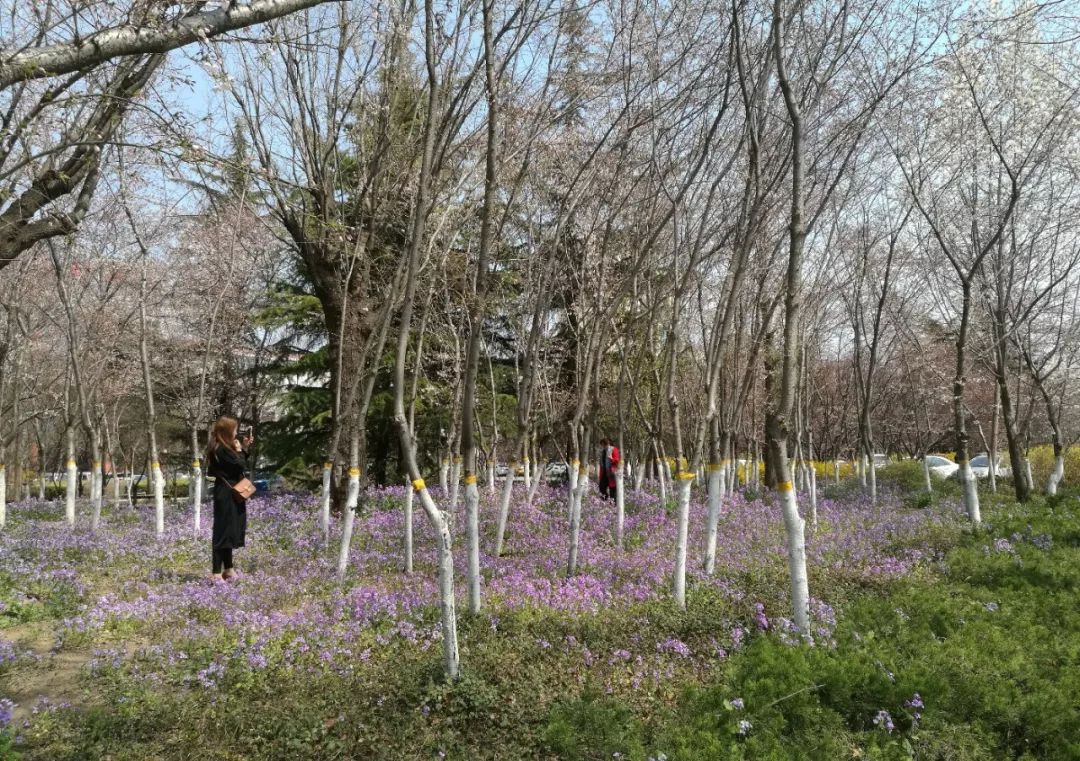 迎春花較為常見,濰坊植物園,白浪河溼地公園,虞河景區,浞河景區,張面