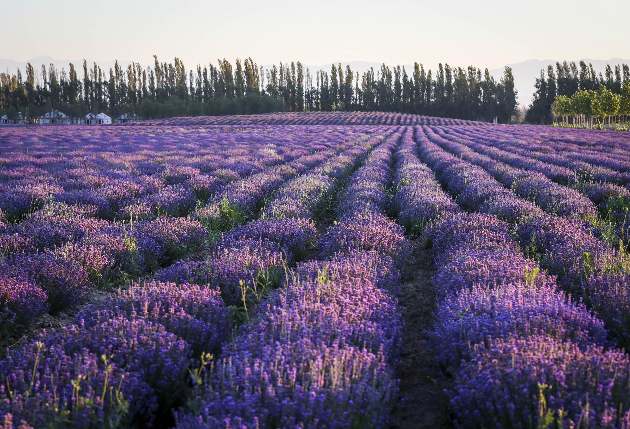 晨曦中的新疆伊犁薰衣草花田(6月28日摄).