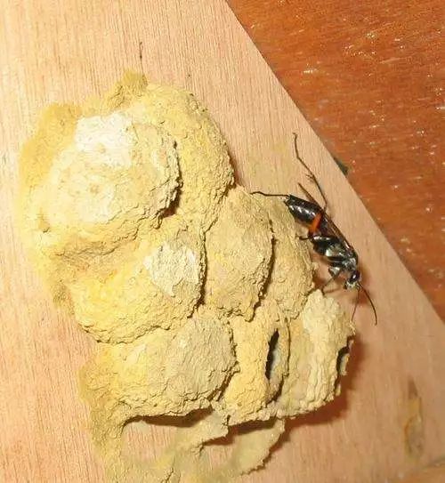 机场会在客机转场期间给客机空速管套上保护套,以防泥蜂堵塞空速管