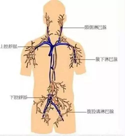 这三处的淋巴决定了你90的疾病没事常摸摸它
