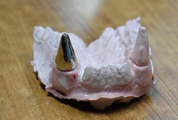 “团团”的牙套特别选用“钛金属”材质（台北市立动物园）