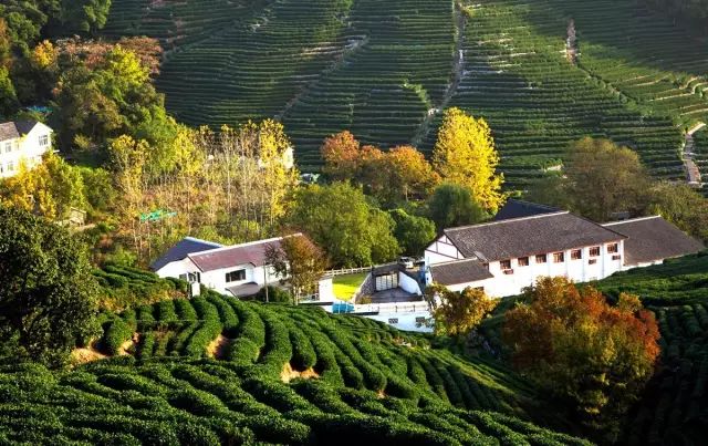 好食今年第一茬西湖龙井喝到这一口才算是春天啊龙井九溪茶庄